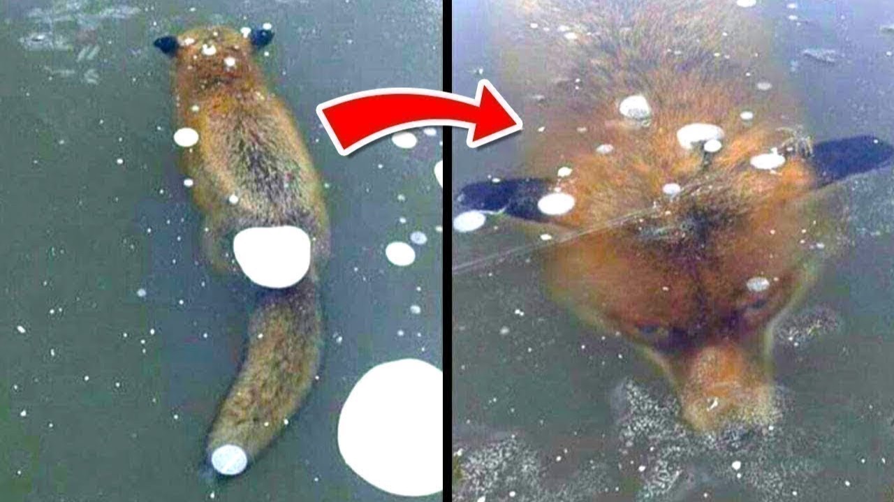 Поразительные Находки Во Льду смотреть онлайн