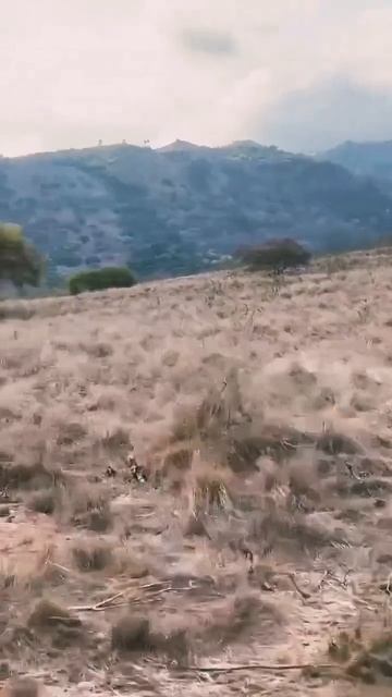 Комодский варан ловит добычу.