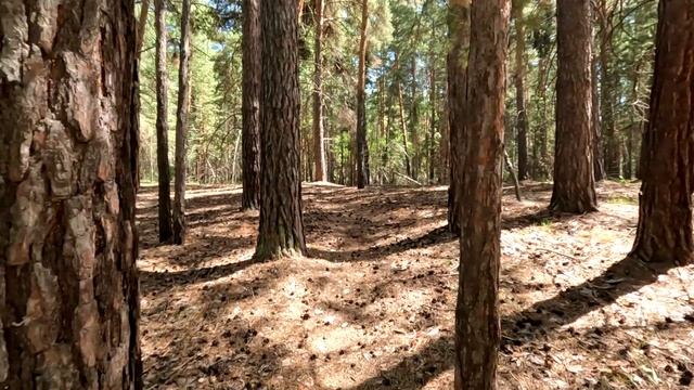 Прогулка по лесу смотреть онлайн