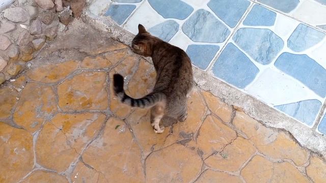 ЕГИПЕТ_2025_ШАРМ-ЭЛЬ-ШЕЙХ_ОТЕЛЬ-ВИКИНГ-КЛАБ_ВНУТРИ-ОТЕЛЯ-КОТЫ смотреть онлайн