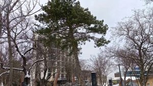 Прогулка по снегу в Новороссийске 12.01.2026