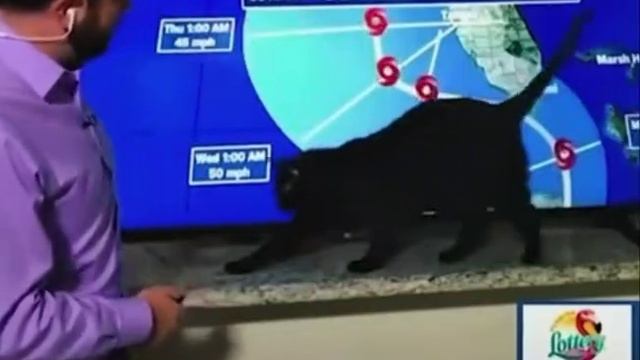 Шерстяные в телевизоре 🐱 смотреть онлайн