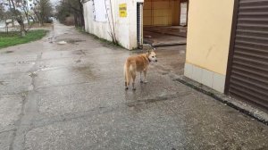 Один из дней города Евпатории | 2 февраля 2021 г | Крым | ХАН БАТОН  XAH 6ATOH / VID_20210202_132949