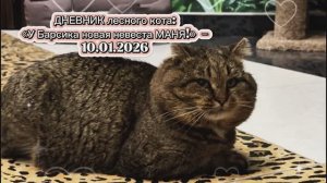 ДНЕВНИК лесного кота: «У Барсика новая невеста» - 10.01.2026
