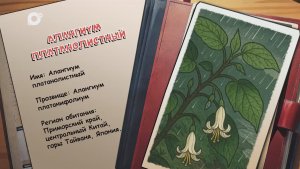 Агент биосферы / Алангиум платанолистный / 12.01.26