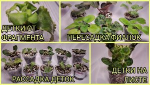Детки от фрагмента. Детки на листовой пластине. Пересадка фиалок. Рассадка деток.