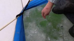 огромный окунь