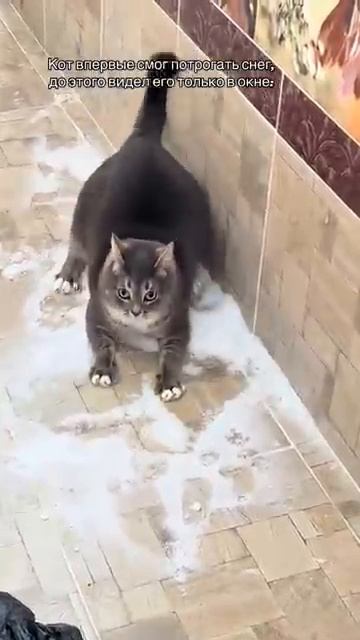 Кот впервые видит снег смотреть онлайн