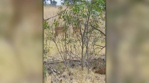 Эти Сумасшедшие Сражения Животных Шокировали Интернет! Снято на Камеру!