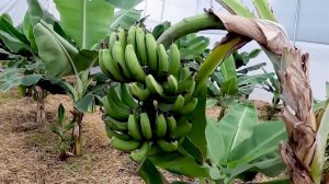 В Сочи готовятся к сбору большого урожая бананов.