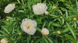 Начало цветения пионов в нашем саду в сезоне 2025 года