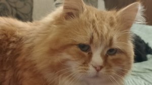 12-01-2026 прогулка/болталка-комментарии 🎄🎄🎄🎄🎄🎄🎄