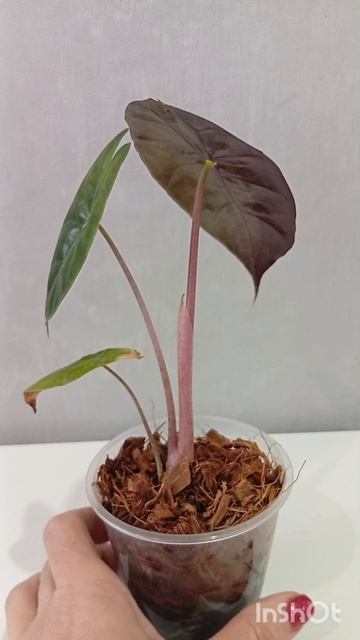 Алоказия Найроби найт