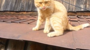 Славный рыжий кот