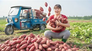 Сбор урожая сладкого картофеля батат и продажа его на сельском рынке. Фуонг. Вьетнам