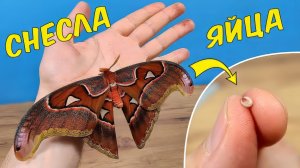 Огромная тропическая бабочка снесла яйца прямо на столе!