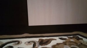 все мои драконы