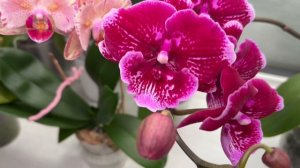 Орхидеи 🌺 Новые роспуски 😍🦋❤️