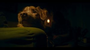 Глазами пса