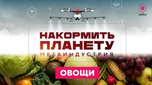 Накормить планету. Овощи