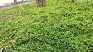 Один из дней города Евпатории | 2 февраля 2021 г | Крым | ХАН БАТОН  XAH 6ATOH / VID_20210202_133337