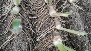 Поделила ирисы, как правильно сажать на борозду.