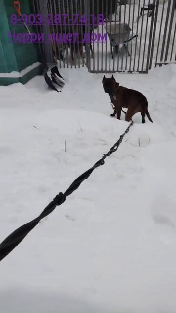 Каждый день с Черри - это новое открытие! 