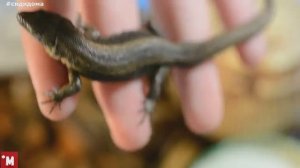 Содержание дикой ящерицы дома