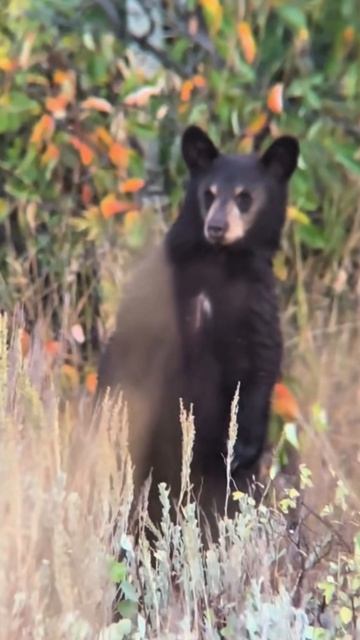 К нам гости #приколы смотреть онлайн