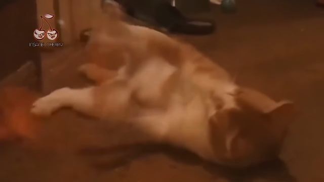 Motley Crue - Kickstart My Heart (Animal Cover) [4K]