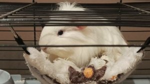 Смотреть Морская свинка на RUTUBE: подборки видео - онлайн бесплатно