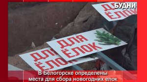 В Белогорске определили площадки для сбора постновогодних ёлок