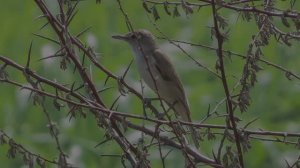 Звук природы. Пение камышовки дроздовидной у ручья