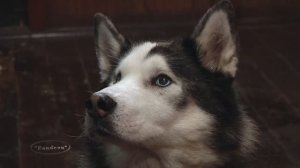 " Серебро севера " (2)  Деревня ездовых собак , "40-я миля ".