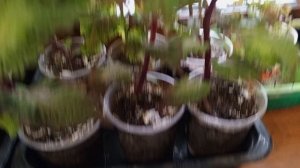 шумно и сыто