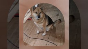 1000045718.mp4 (Собака наблюдает за устройством лестницы на 2 этаж в доме А-фрейм)