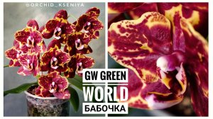 Phal. GA Green World peloric 🔥 Первое цветение яркой азиатской бабочки на два цветоноса | Обзор