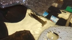 Мраморные раки, утро 12 января 2026. умная колонка Маруся рассказывает анекдоты.