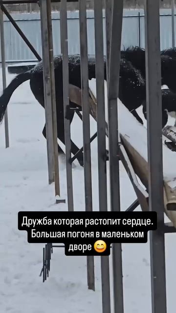 Дружба смотреть онлайн