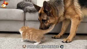 Котята и щенята 🐈🐶 Кошки и собаки 🤗 Милое видео про животных (61)