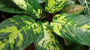 Комнатные растения🌹🌿🌹🌿🌹Аглаонемы, диффенбахии, алоказии...