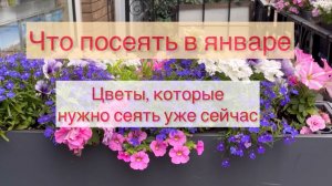 Что посеять в январе 🌺