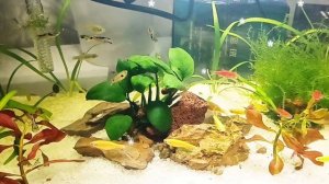 Подарок сыну от родителей мини-аквариум 17 литров