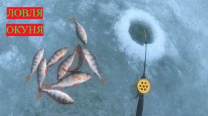 ЗИМНЯЯ РЫБАЛКА В ЯНВАРЕ! ЛОВЛЯ ОКУНЯ НА МОРМЫШКУ. РЫБАЛКА 2026. ЗИМНЯЯ РЫБАЛКА НА ПОЛОСАТОГО ХИЩНИКА