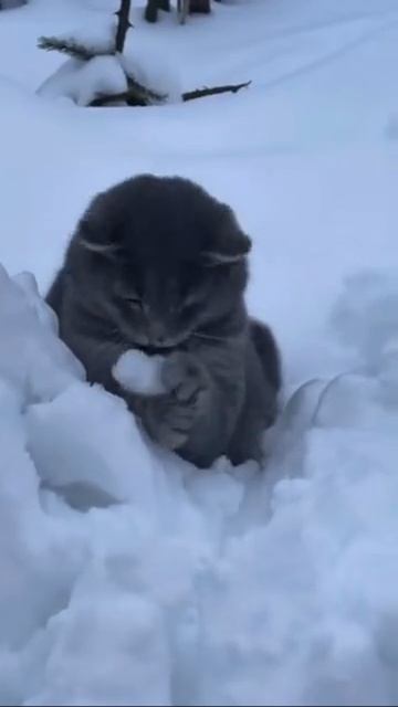 Барсик и снег смотреть онлайн