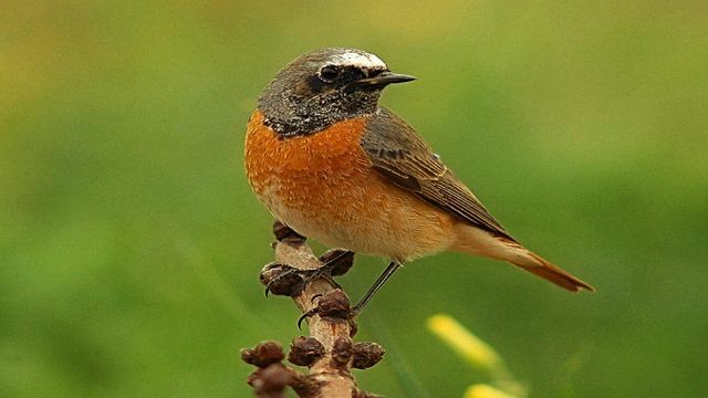 Звуки природы: очаровывающая песня Горихвостки в весеннем лесу смотреть онлайн