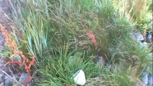 ©  "Остров Надежды. Надежды находка метеозонда" 2006