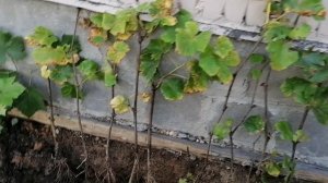 Укоренила виноград, чтобы спрятать гараж в зелени.