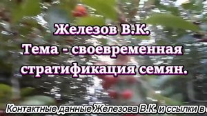 Железов В.К. Тема - своевременная стратификация семян.