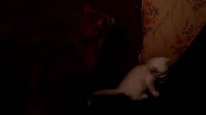 Зимний вечерок на даче с кошками